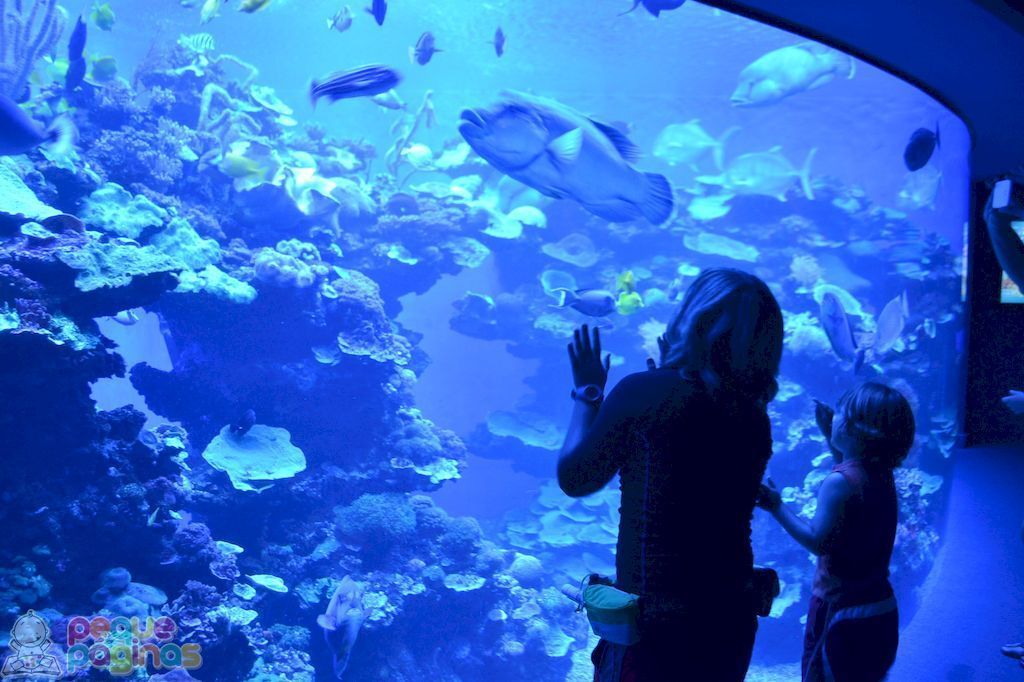 Palma Aquarium en Familia - Mallorca con niños