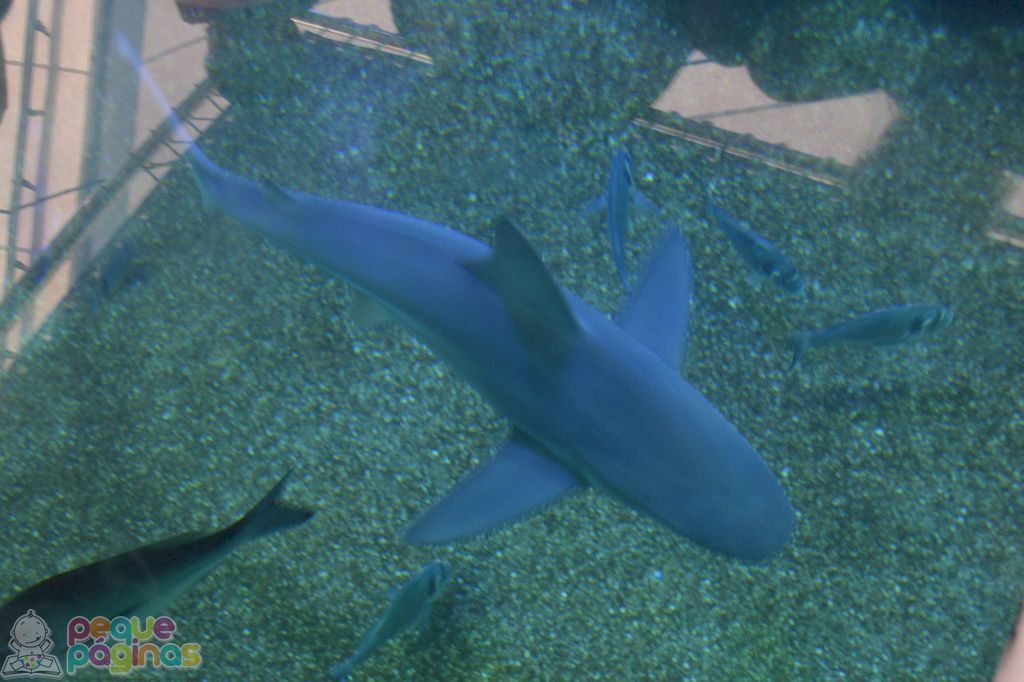 Palma Aquarium en familia, Mallorca con Niños, shark vision boat