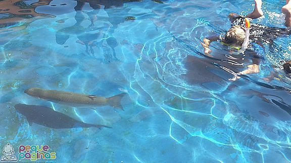 Palma Aquarium en familia, Mallorca con Niños, buceo con rayas